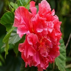Exoticflora Hibiscus Red DOUBLE - Flowering Shrubs Year Round Flowering Plants
