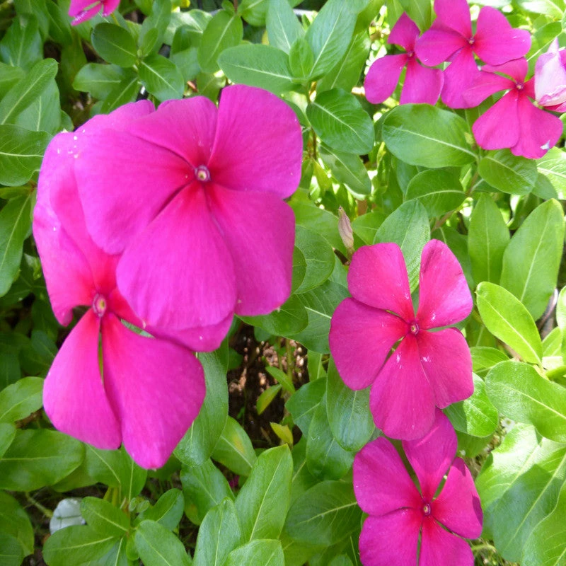 Exoticflora Year Round Flowering Plants Periwinkle Purple -SEASONALS 2 Exoticflora Year Round Flowering Plants Periwinkle Purple -SEASONALS