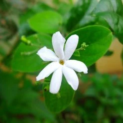 Exoticflora Creepers & Climbers Flowering Juhi/Jasminum Auriculatum - Creepers & Climbers