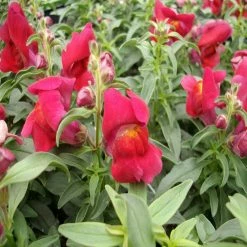 Exoticflora Antirrhinum Red - SEASONALS Perfuming Flowering Plants