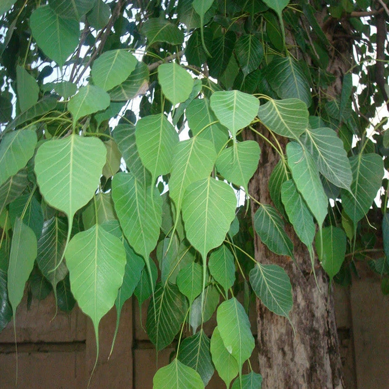 Exoticflora Ficus Religiosa/Peepal Tree - Avenue Trees 3 Exoticflora Ficus Religiosa/Peepal Tree - Avenue Trees