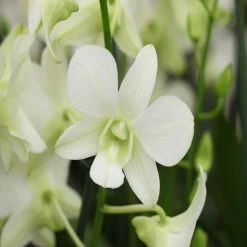 Exoticflora Dendrobium Orchid White - Flowering Plants