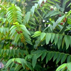 Exoticflora Medicinal Plants Multivitamin Plant - Herb Plants