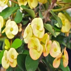 Exoticflora Flowering Plants For Balcony Euphorbia Milii/Crown Of Thorns New Hybrids Yellow - Cacti & Succulant