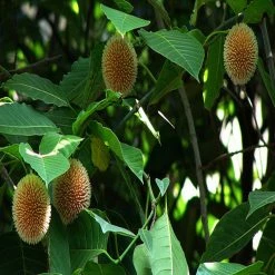 Exoticflora Kadamba / Neolamarckia Cadamba - Avenue Trees