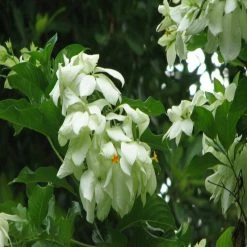 Exoticflora Year Round Flowering Plants Mussaenda White - Flowering Shrubs 5 Exoticflora Year Round Flowering Plants Mussaenda White - Flowering Shrubs