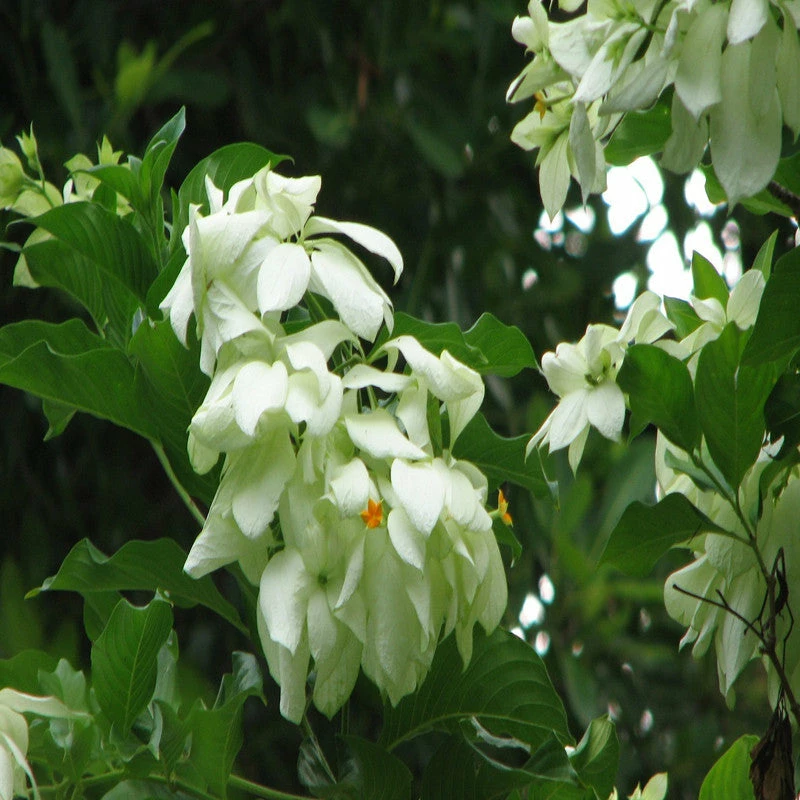 Exoticflora Year Round Flowering Plants Mussaenda White - Flowering Shrubs 3 Exoticflora Year Round Flowering Plants Mussaenda White - Flowering Shrubs