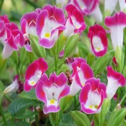 Exoticflora Torenia Pink- SEASONALS