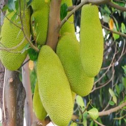 Exoticflora Grafted Fruit Plants Jack Fruit-Gumless Panasa(Grafted) - Fruit Plants & Tree 5 Exoticflora Grafted Fruit Plants Jack Fruit-Gumless Panasa(Grafted) - Fruit Plants & Tree