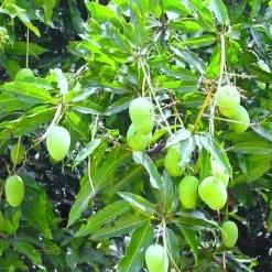 Exoticflora Mango Pedda Rasam(Grafted) - Fruit Plants & Tree 5 Exoticflora Mango Pedda Rasam(Grafted) - Fruit Plants & Tree