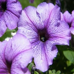 Exoticflora Petunia Light Purple - SEASONALS