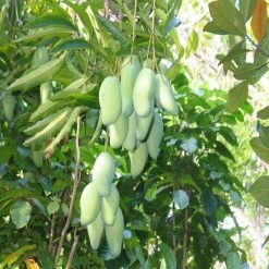 Exoticflora Grafted Fruit Plants Totapuri Mango(Grafted) - Fruit Plants & Tree 5 Exoticflora Grafted Fruit Plants Totapuri Mango(Grafted) - Fruit Plants & Tree