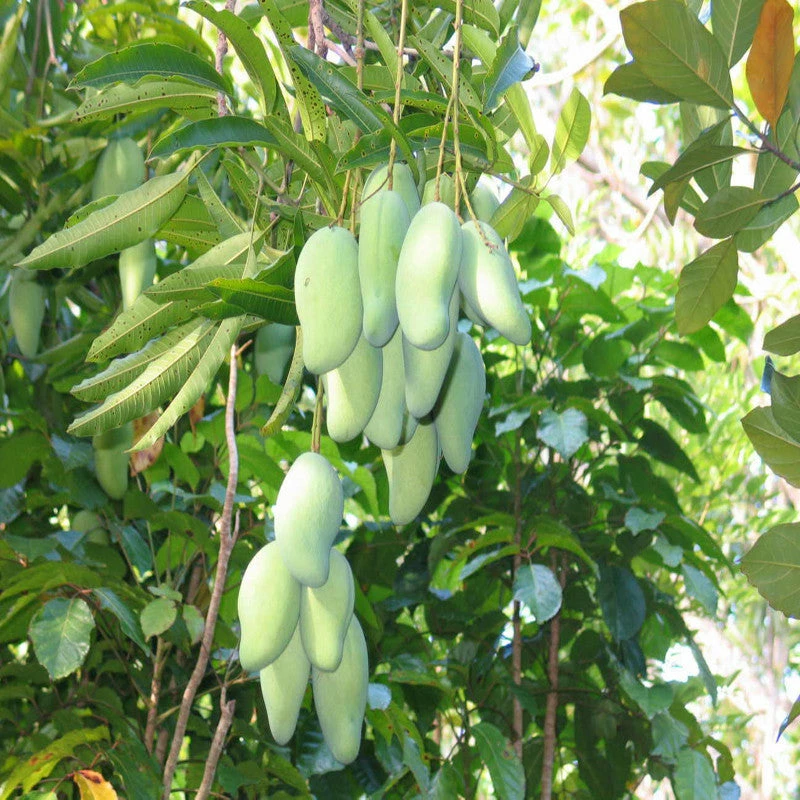 Exoticflora Grafted Fruit Plants Totapuri Mango(Grafted) - Fruit Plants & Tree 3 Exoticflora Grafted Fruit Plants Totapuri Mango(Grafted) - Fruit Plants & Tree