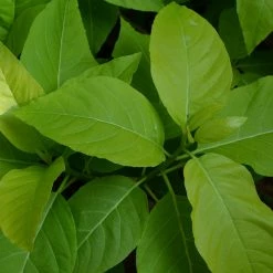 Exoticflora Pisonia Alba- Indoor/Outdoor-Ornamental Plants Indoor Plants 5 Exoticflora Pisonia Alba- Indoor/Outdoor-Ornamental Plants Indoor Plants