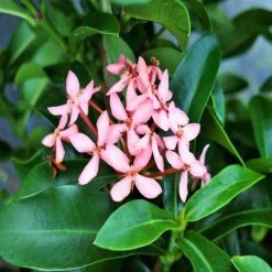 Exoticflora Ixora Mini Dwarf Pink - Flowering Plants Year Round Flowering Plants