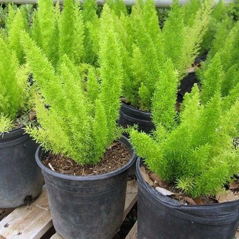 Exoticflora Fox Tail Asparagus/Asparagus Meyeri - Indoor Plants 3 Exoticflora Fox Tail Asparagus/Asparagus Meyeri - Indoor Plants