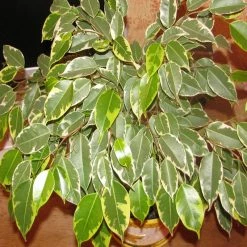 Exoticflora Ficus Bushy King- Ornamental Shrubs Indoor Plants