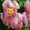 Exoticflora Mussaenda Pink - Flowering Shrubs Year Round Flowering Plants