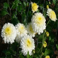 Exoticflora Chrysanthemum White - SEASONALS