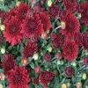 Exoticflora Chrysanthemum Dark Red - SEASONALS
