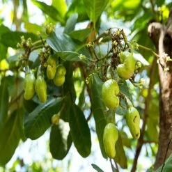 Exoticflora Cashew Nut Tree(Grafted)-Fruit Plants & Tree Grafted Fruit Plants