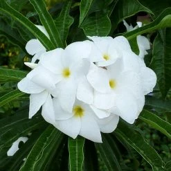 Exoticflora Plumeria Pudica/Wild Plumeria - Flowering Shrubs Flowering Plants For Balcony
