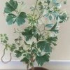 Exoticflora Aralia Snow Top - Indoor Plants