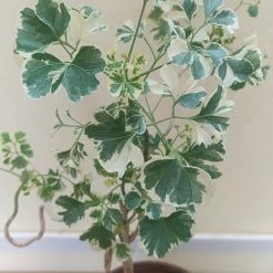 Exoticflora Aralia Snow Top - Indoor Plants