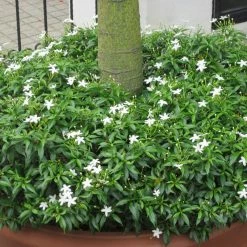 Exoticflora TMC Mini - Flowering Plants
