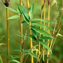 Exoticflora Ornamental Plant Golden Bamboo - Ornamental Shrubs