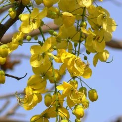 Exoticflora Cassia Fistula / Indian Laburnum - Avenue Trees