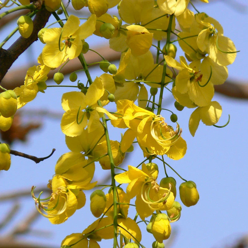 Exoticflora Cassia Fistula / Indian Laburnum - Avenue Trees 2 Exoticflora Cassia Fistula / Indian Laburnum - Avenue Trees