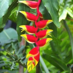 Exoticflora Heliconia Rostrata - Flowering Plants All Flowering Plants
