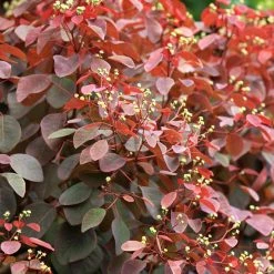 Exoticflora Euphorbia Cotonifolia - Ornamental Shrubs