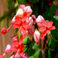 Exoticflora Bleeding Heart Vine Red - Creepers & Climbers