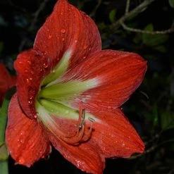 Exoticflora Amaryllis Lily Red - Flowering Plants All Flowering Plants