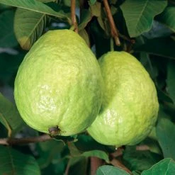 Exoticflora Guava Kg Guava - Fruit Plants & Tree Fruit Plants To Grow In Pots