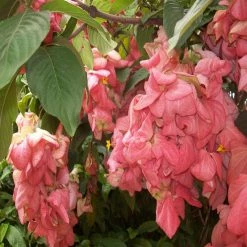 Exoticflora Mussaenda Pink - Flowering Shrubs Year Round Flowering Plants