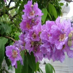 Exoticflora Flowering Trees Lagerstroemia Purple / Crape Myrtle Purple - Avenue Trees