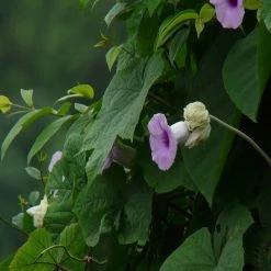 Exoticflora Creepers & Climbers Flowering Elephant Creeper-Creepers & Climbers