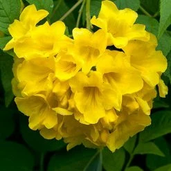 Exoticflora Year Round Flowering Plants Tecoma Gaudichaudi/Yellow Bells- Flowering Shrubs