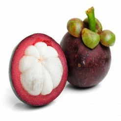 Exoticflora Mangosteen / Garcinia Mangostana - Fruit Plants & Tree Exotic Fruit Plants