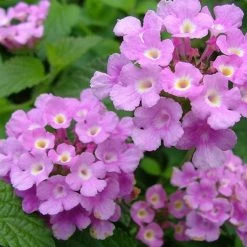 Exoticflora Lantana Purple- Flowering Shrubs