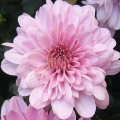 Exoticflora Chrysanthemum Pink - SEASONALS All Flowering Plants