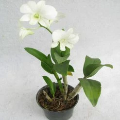 Exoticflora Dendrobium Orchid White - Flowering Plants