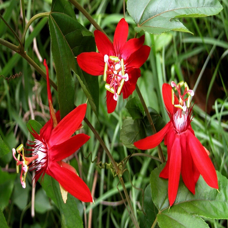 Exoticflora Scarlet Passion Flower Red- Creepers & Climbers Creepers & Climbers Flowering 3 Exoticflora Scarlet Passion Flower Red- Creepers & Climbers Creepers & Climbers Flowering
