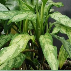 Exoticflora Aglaonema Malay Beauty - Indoor Plants