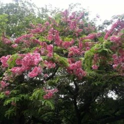 Exotic Space Cassia Javanica / Pink Shower Tree - Avenue Trees 5 Exotic Space Cassia Javanica / Pink Shower Tree - Avenue Trees
