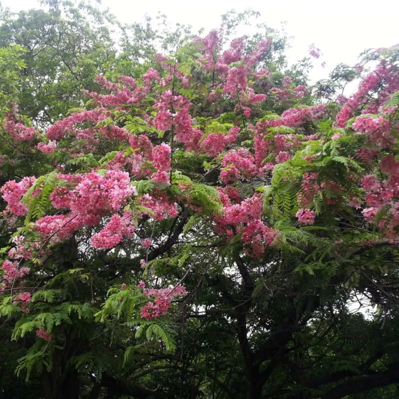 Exotic Space Cassia Javanica / Pink Shower Tree - Avenue Trees 3 Exotic Space Cassia Javanica / Pink Shower Tree - Avenue Trees