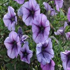 Exoticflora Petunia Light Purple - SEASONALS